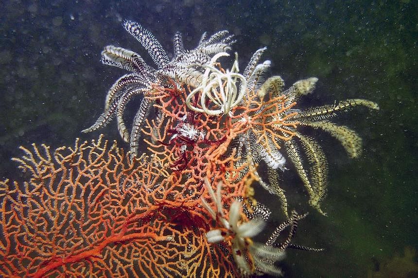 Feather stars are abundant along the Deep Dive Trail, and are often perched on Sea Fans and Sea Whips which provide a vantage point for them to feed on the plankton and particles that are brought in by the currents. A False or Ocellaris clownfish, Am