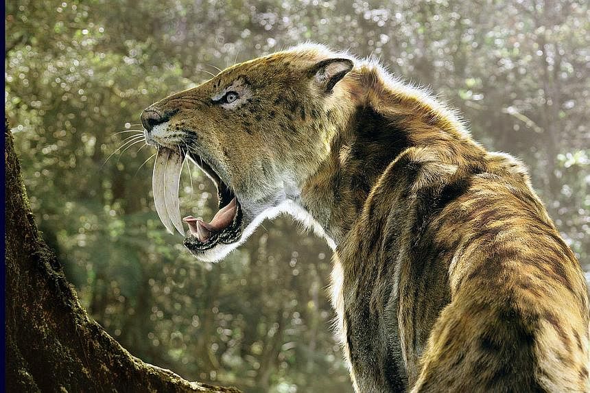 A partially fossilised jaw of an adult Smilodon sabre-toothed cat. Scientists believe that the cat (below in a computer animation) used its curved and serrated canines to bite the neck of prey and sever crucial arteries.