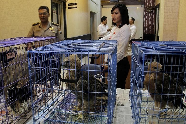 Indonesian police with the caged eagles seized during the raid on a suspected wildlife trafficker's home in Surabaya on Monday.