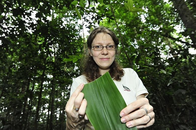 Dr Jana Leong- Skornickova with a leaf from the Hanguana rubinea plant. The ginger plant specialist stumbled upon the new species while on a routine field survey at the Central Catchment Nature Reserve in 2012.