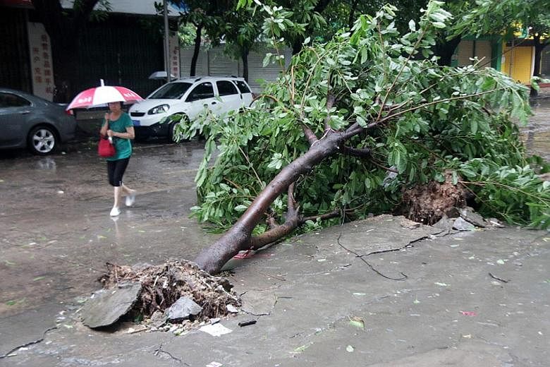 A motorcyclist in Taipei riding through a downpour brought on by Typhoon Chan-hom yesterday. A tree uprooted by strong winds in Shantou, China's Guangdong province, yesterday. Downpours brought by Typhoon Linfa flooded some regions in the province's 