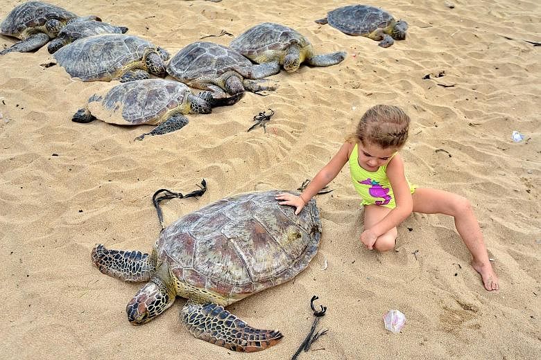 A child getting up close with a green turtle before dozens of them were released, on a beach in Sanur, on the Indonesian island of Bali yesterday. Indonesian police said they seized the 37 endangered reptiles during an operation in the Badung strait 