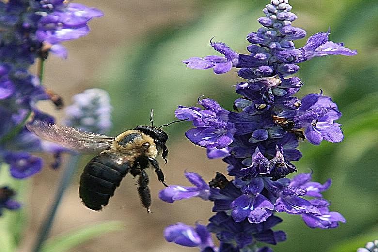 A report in the journal Science is the first to point to the role of climate change in worldwide bee decline.