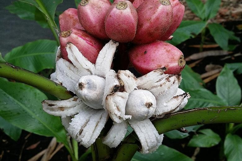 Besides providing food for birds, the pink banana (left) offers a peek into what seeded bananas taste like.
