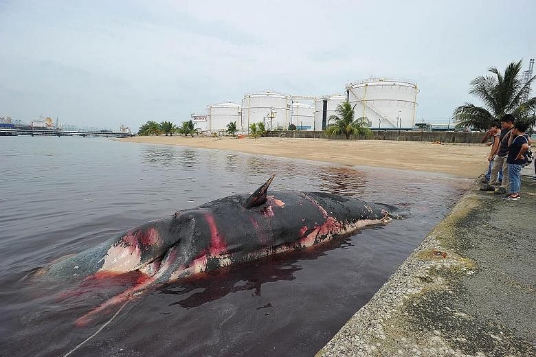 The carcass of a sperm whale floating off Jurong Island yesterday. The Lee Kong Chian Natural History Museum will work to preserve the specimen, believed to be a young adult.