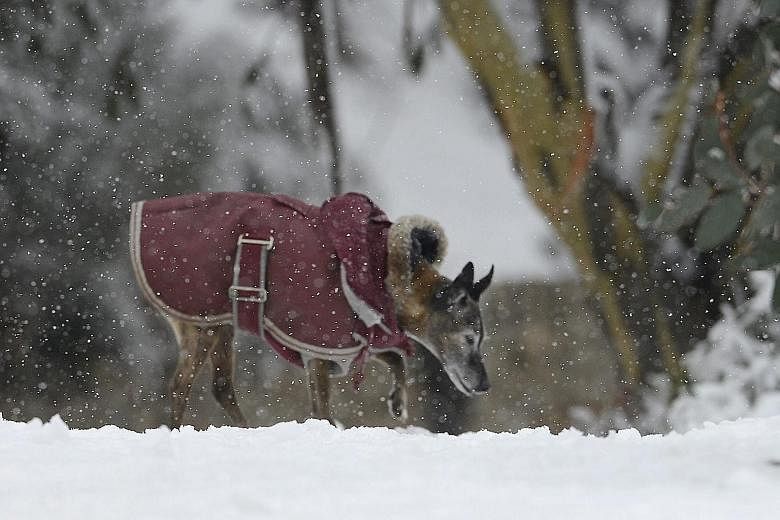 A dog in a winter coat exploring the snow on a ski field north of Melbourne yesterday. A cold snap is sweeping its way across large parts of Australia.