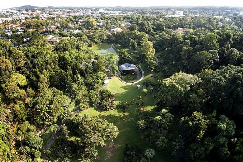 You see green, but some saw gold in the verdant foliage of Singapore's Botanic Gardens, seen here in an aerial photograph taken in May this year. Pioneering work on rubber cultivation and and extraction was carried out there in the 1880s and 1890s, l
