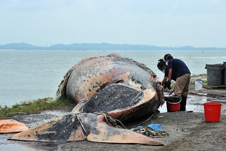 Museum staff Chen Mingshi, 26, and Iffah Iesa, 23, working on the retrieved carcass of the female whale last Saturday.