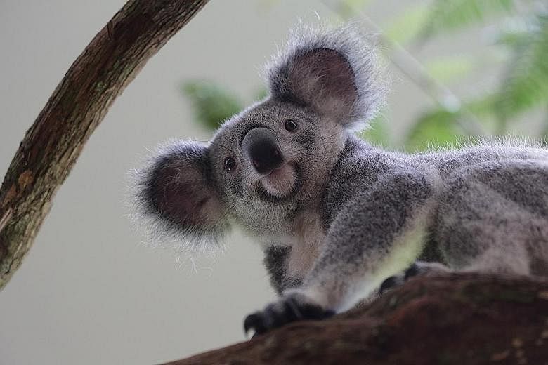 Idalia (above) is the youngest of the four koalas that arrived here in April to mark SG50 as well as diplomatic ties between Singapore and Australia.
