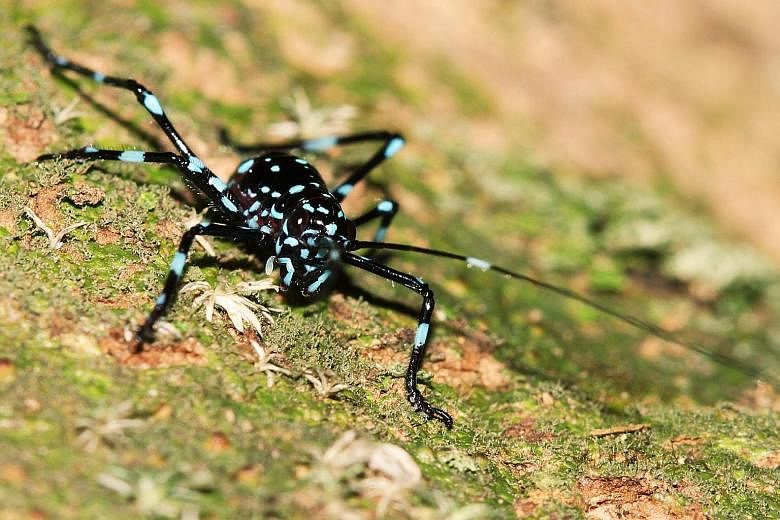Crickets, grasshoppers and their cousins the katydids don't just come in brown and green. Their palette includes yellow, black and pink; some even come in polka dots or stripes. Living in the understorey of the forests of the Bukit Timah and Central 