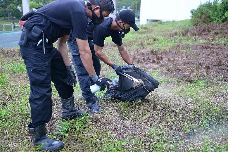 Pest controllers tackling a rat problem near Bukit Batok MRT station last December. NEA paid its contractor $4.19 million over two years to perform routine surveillance on rodents in public areas. The contractor was required to treat rat burrows in a