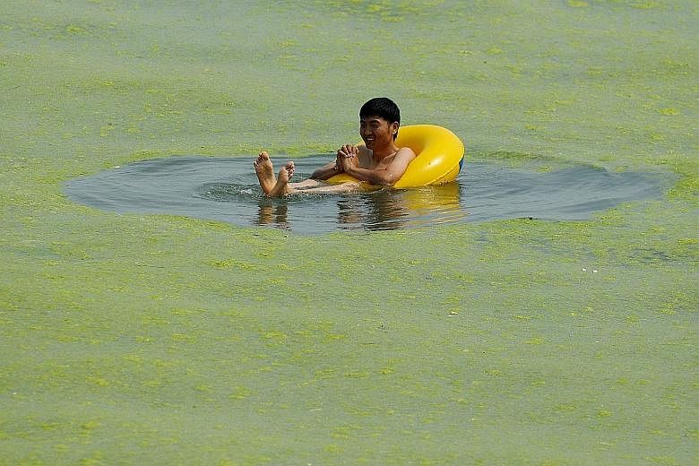 Algae-filled water at a beach in Qingdao in eastern China. The now-annual algal phenomenon is believed to be caused by changes in the levels of nutrients - especially phosphorus - in the water.