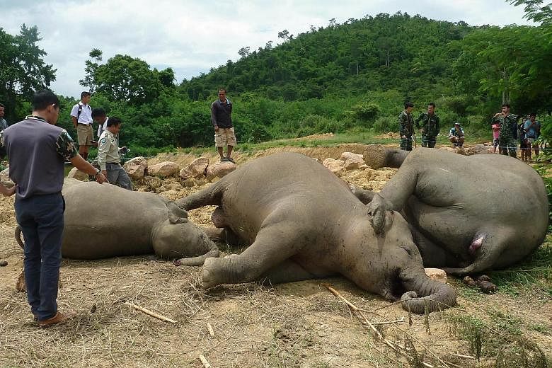A Thai farmer has been arrested after he confessed to erecting an electrified fence that killed three elephants close to a national park, police said. The animals were found dead on Wednesday near a village pond outside the Kaeng Krachan national par