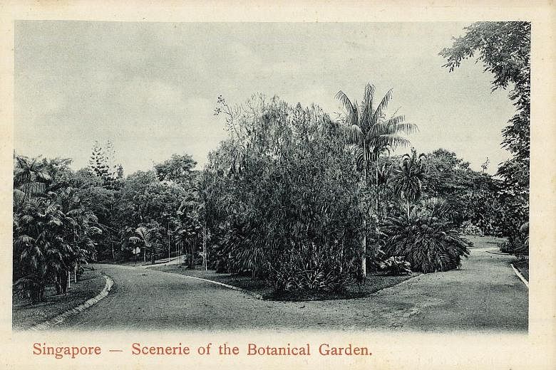 The tiger orchid plant near the Curtain of Roots Walk (top and right) is the same as the one in a postcard printed in the 1920s (above). It was planted in 1861 by Gardens' manager Lawrence Niven.