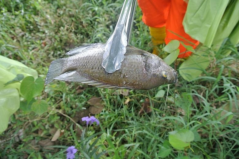 A dead tilapia found in the Kallang River at Bishan-Ang Mo Kio Park. Experts suspect that the fish deaths could be linked to the hot weather and reduced rainfall.