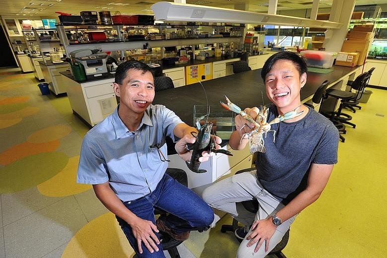 Assistant Professor Darren Yeo (left) and graduate student Zeng Yiwen with the red-claw crayfish in their lab at NUS.