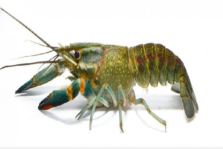 The red-claw crayfish (left) is adaptable and the giant snakehead is ferocious.