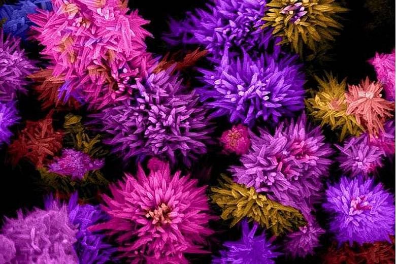 These nanoflowers are tiny, metallic compounds measuring only about 1 micrometer - about 100 times smaller than the thickness of a strand of human hair. Because they are so small, each nanoflower has a large surface area - increasing the rate of chem