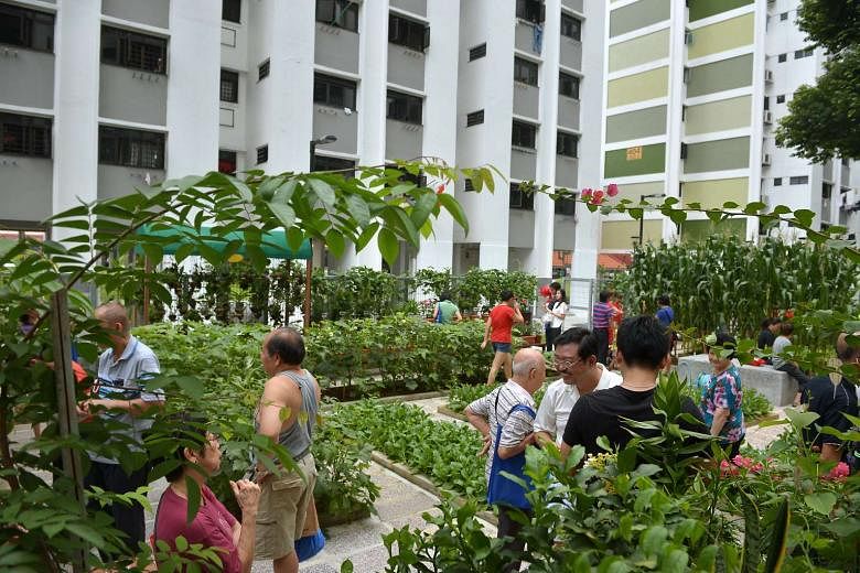 Residents viewing the vegetables grown in the community garden located between blocks 404 and 405 in Ang Mo Kio Avenue 10. 