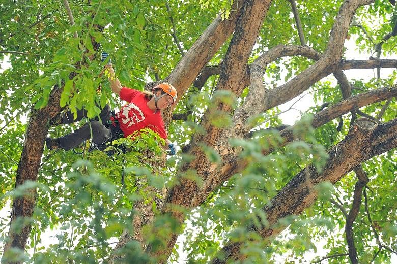 New Zealander Nicky Ward Allen, 35, trying to complete a series of tasks, such as ringing a bell using her handsaw, tossing a tree branch at a target and ringing a bell on the end of a limb without activating a buzzer, during the finals of the Master