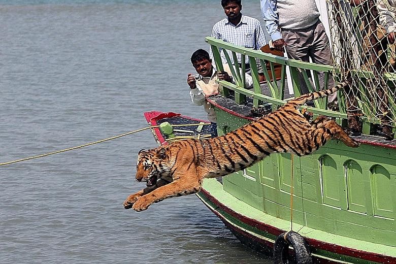 Experts said the reason for the huge drop in tiger numbers was better methodology.