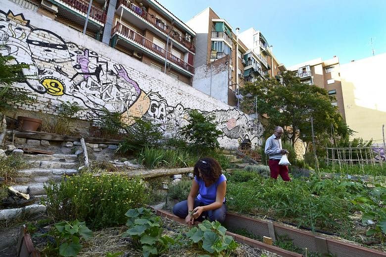Volunteer gardeners weeding in the urban and community garden in Madrid. Thousands of such urban gardens have sprung up on abandoned building sites across Spain since the economic crisis started. They are usually tended by people who have lost their 