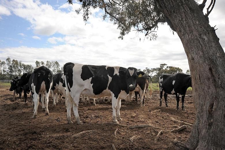 The agreement, approved last week, could see Australia selling a million cows to Beijing within a decade. The deal could eventually be worth up to A$2 billion (S$1.99 billion) a year.