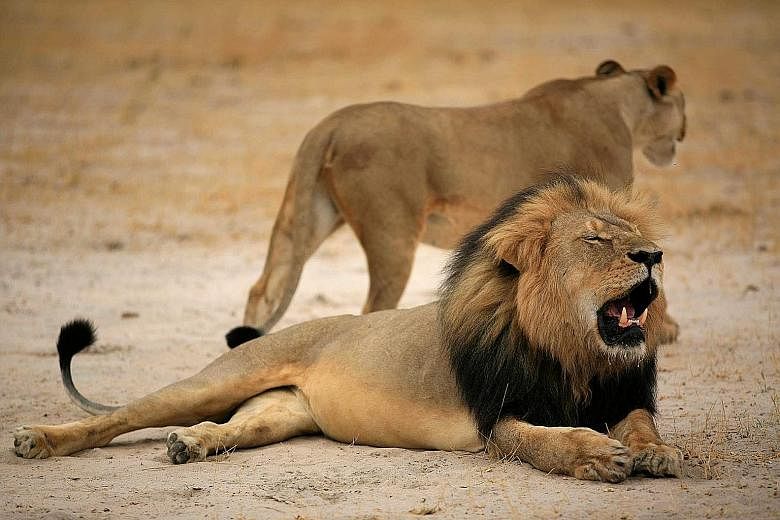 Dr Walter J. Palmer (above) claims he relied on the expertise of his local guides and did not know that Cecil the lion (seen here in a file photo) had been lured outside a sanctuary's boundaries with bait.