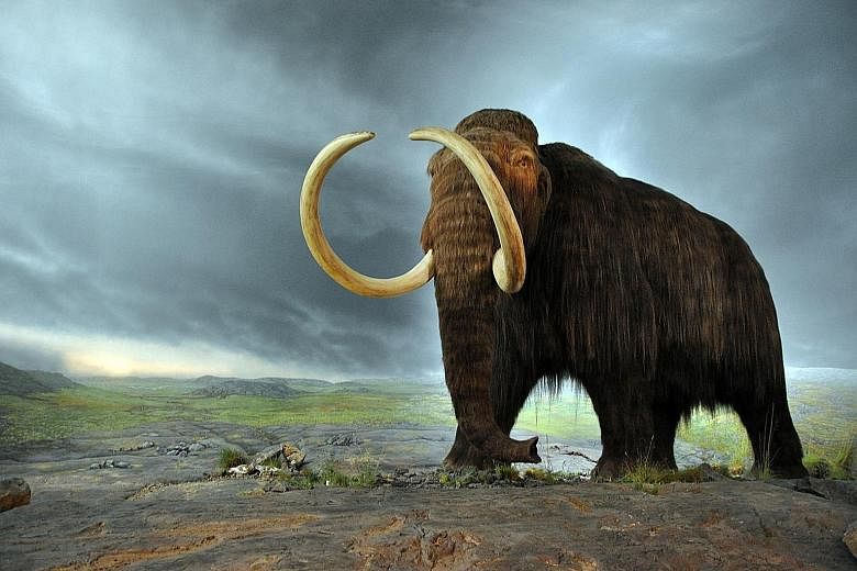 The woolly mammoth had a two-layer coat of wool topped by long, coarse fur and a layer of fat under its skin up to 10cm thick.