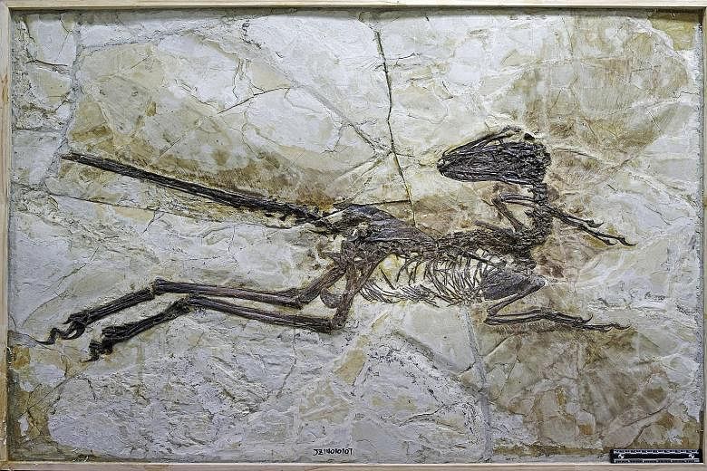 The latest Chinasaur, found last month, is a 2m-long, winged dinosaur believed to be an ancestor of the velociraptor. It is named Zhenyuanlong, after a farmer who discovered the 125-million- year-old fossil in north-eastern Liaoning province.
