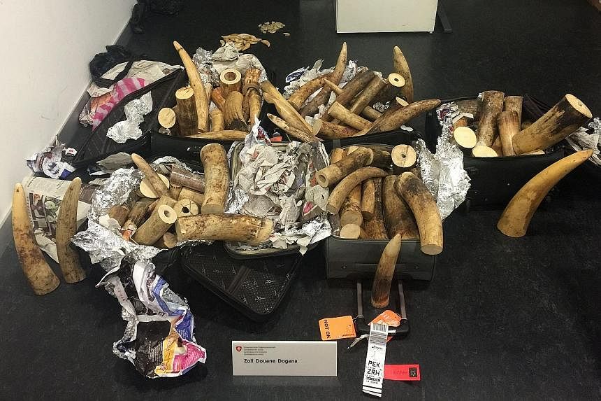 A Swiss Federal Customs Administration photo released yesterday shows elephant tusks seized at Zurich's airport last month. The haul of ivory, worth more than US$400,000 (S$550,700) on the black market, was on its way from Tanzania to China via Zuric