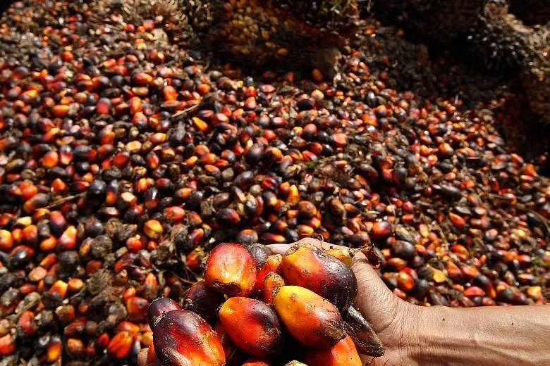Wilmar's tropical oils unit - which cultivates and mills oil palm - was hit by a 15 per cent drop in pre-tax profit because of lower crude palm oil prices. Wilmar said it remains cautiously optimistic for this half of the year.
