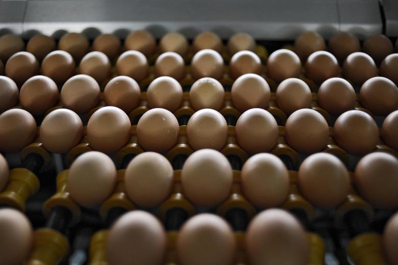Price of eggs in Singapore rise slightly as Malaysia farms export to