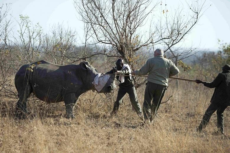 A White Rhino being captured by conservation officials in Kruger National Park last week. The animal is one of hundreds to be removed from poaching hot spots because of the soaring demand for rhino horn.