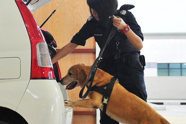 Staff Sergeant Joshua Lo, 32, seen handling German shepherd Kora, and Senior Staff Sergeant Koh Eng Ann, 37, patrolling Changi Airport's Terminal 2 on Saturday. The dogs sniff out drugs, firearms and bombs to keep Singapore safe. (Left) Staff Sergean