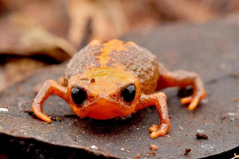 A group of Brazilian researchers have found a new species of tiny toad that measures just over a centimetre and is considered threatened by extinction. Brachyce- phalus quiriri was discovered by the Parana Federal University in Serra do Quiriri, Sant