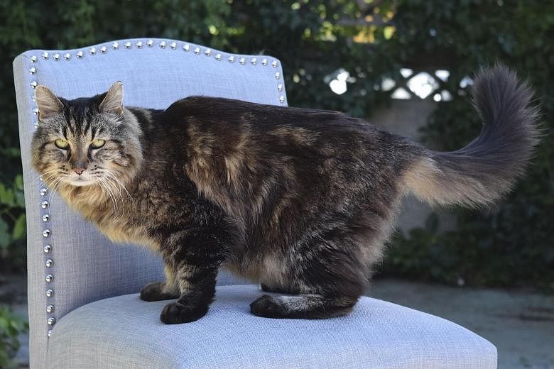 Corduroy, a resident of a rural Oregon town, likes Cheddar cheese and catching mice. Hunting is one reason for its long life, says its owner.