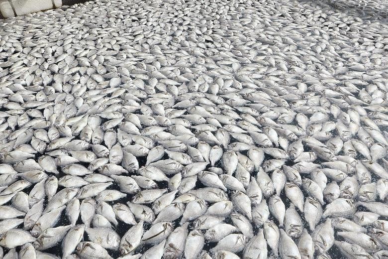 Hundreds of fish are found dead on a farm in the seas off Geoje city on the south coast of South Korea because of red tide, a type of algal bloom that produces natural toxins and depletes dissolved oxygen, killing fish. The dead fish were reported fo
