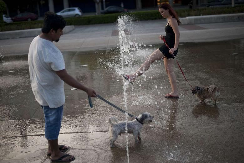 spanish-city-to-use-dna-analysis-to-fight-dog-poop-the-straits-times