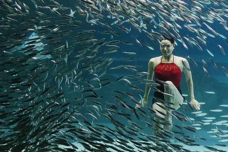 A synchronised swimmer giving an underwater performance among about 20,000 sardines at an aquarium in Seoul's Gangnam Ward, South Korea, on Tuesday. The performance, involving national synchronised swimming team members and professional divers, will 