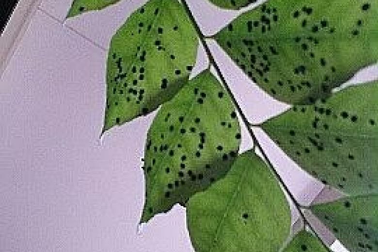 Bacterial or fungal disease and exposure to excessive sunlight can affect leaves.