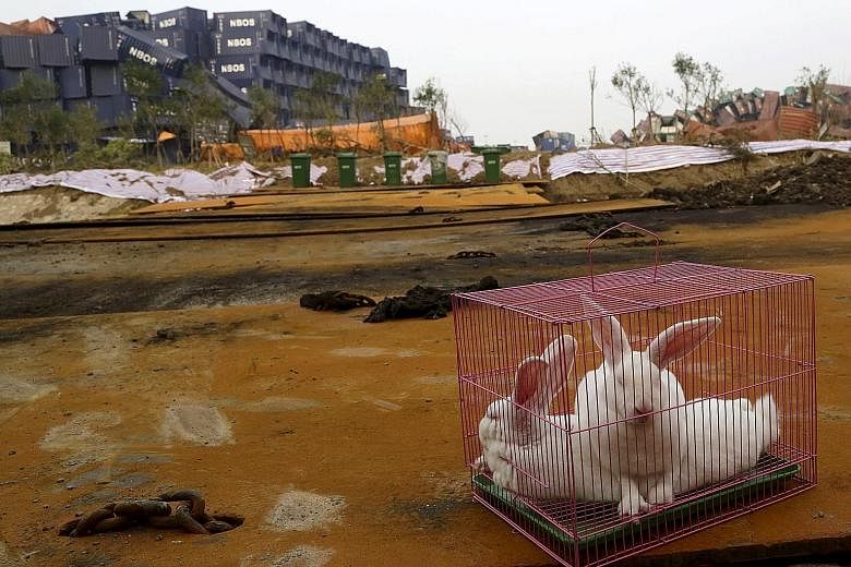 Officials investigating the Aug 12 blasts in Tianjin said the "animal sentinels", like these caged rabbits placed at the site to help monitor the air quality, have shown no signs of discomfort. However, netizens have lambasted the efforts, and some c
