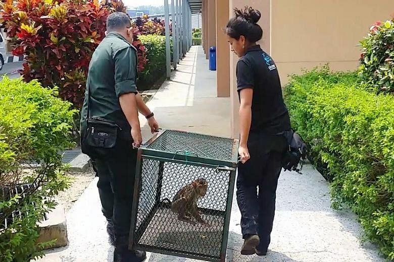 The endangered pig-tailed macaque was found chained in a cage in May. It was sent to Malaysia's Department of Wildlife and National Parks in Johor on Sunday.