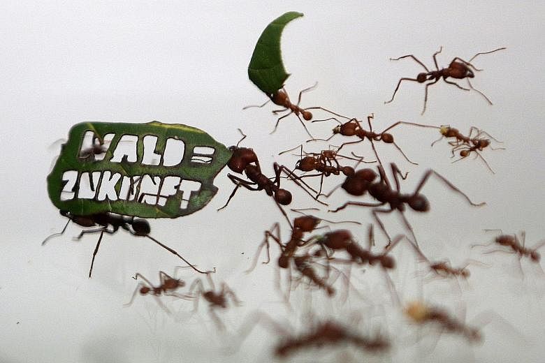 Ants with a leaf that reads "Forest = Future" at a zoo in Germany on Aug 18. Forests are vital as they take carbon dioxide out of the atmosphere.