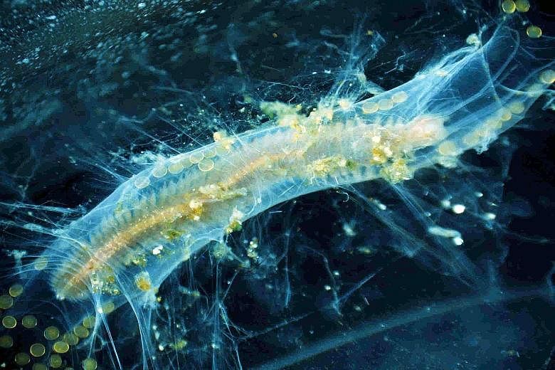 Marine organisms living in acidified waters, such as the polychaete worm pictured here, exhibit a greater tendency to nurture their offspring, compared to organisms living in regular conditions, a study has found. Researchers from Plymouth University