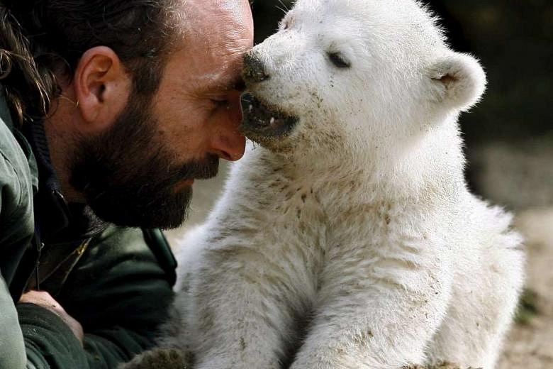 Scientists solve mystery of polar bear Knut's death | The Straits Times