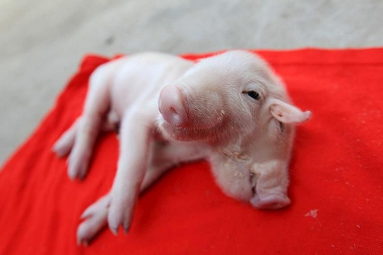 A piglet with two heads which was found on the street in Tianjin, China. According to local media, a friend of Mr Yang Jinliang, the owner of a sesame oil mill, found the piglet. Mr Yang is now taking care of the animal, and feeding it with milk form