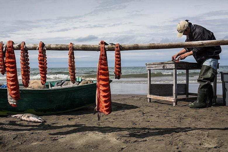 An Arctic fisherman in the Chukchi Sea area preparing his freshly caught salmon. The warming seas of the region present a chance for trade to many countries but threaten the livelihoods of Arctic inhabitants.