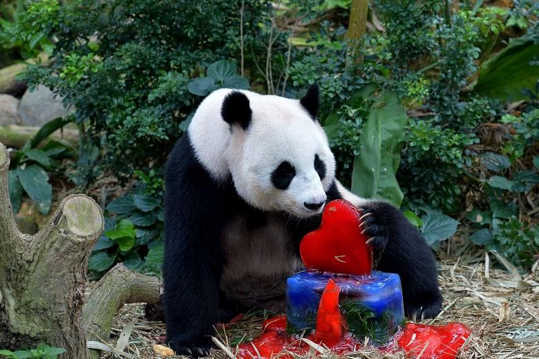 Jia Jia celebrating its seventh birthday at the River Safari yesterday with an icy birthday cake filled with its favourite treats. The panda's caretakers would know for sure by late next week if it is pregnant. 