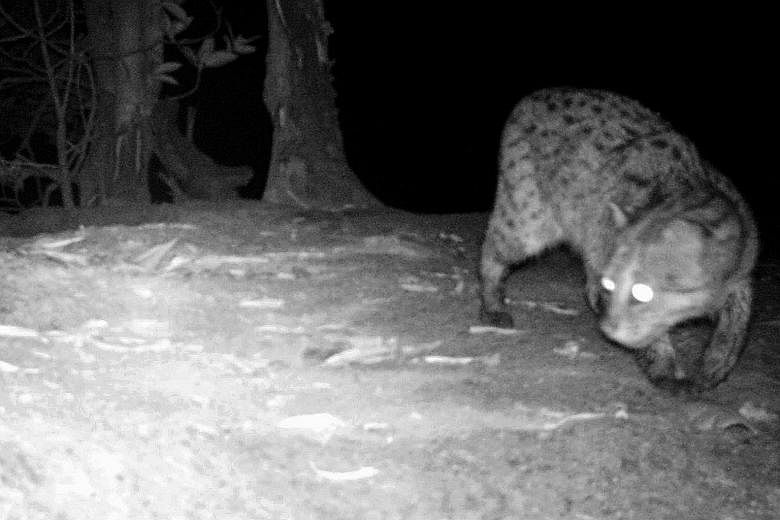 Fauna and Flora International (FFI) has released a camera trap photo that shows a Cambodian fishing cat at Peam Krasop Wildlife Sanctuary in Koh Kong province, Cambodia. The rare wild cat was photographed in Cambodia for the first time in more than a